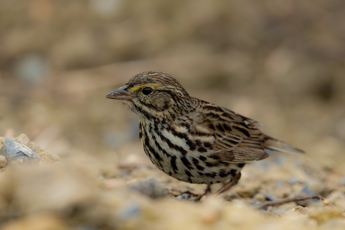 Savannah Sparrow (Belding's) - ML617074960
