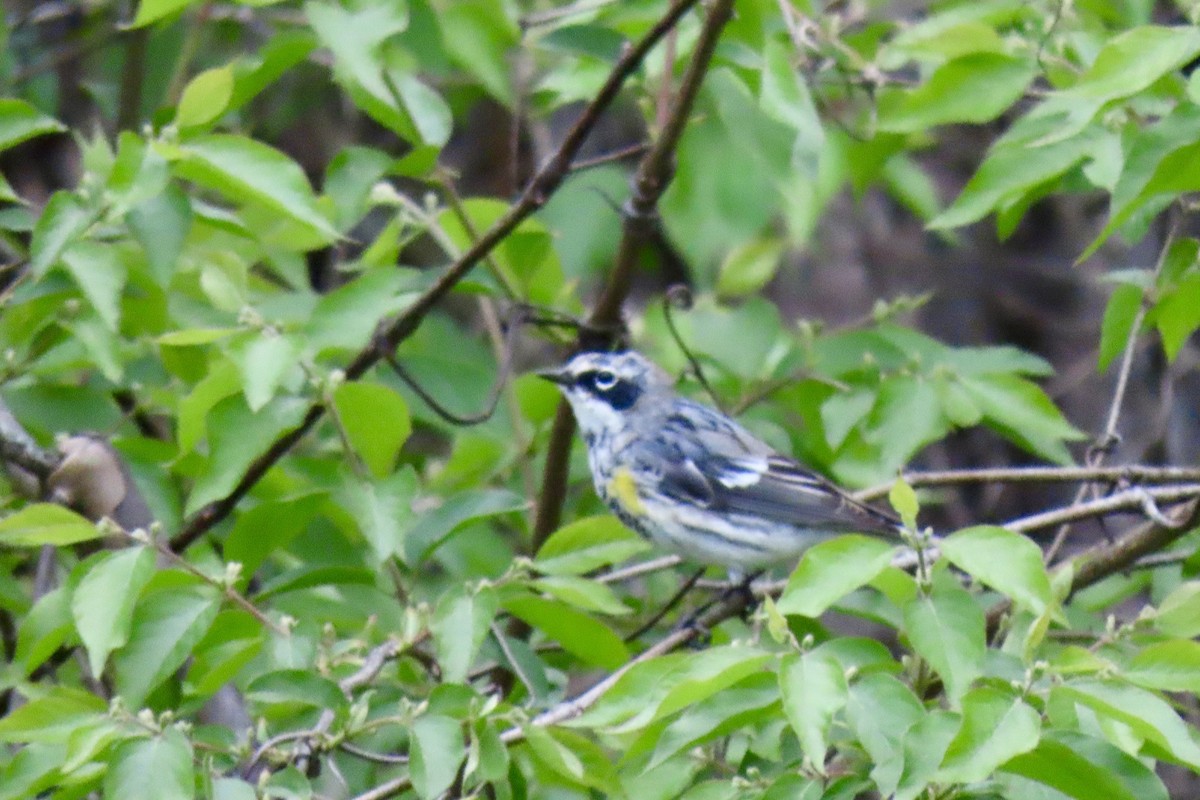 Yellow-rumped Warbler - Eric Anderson