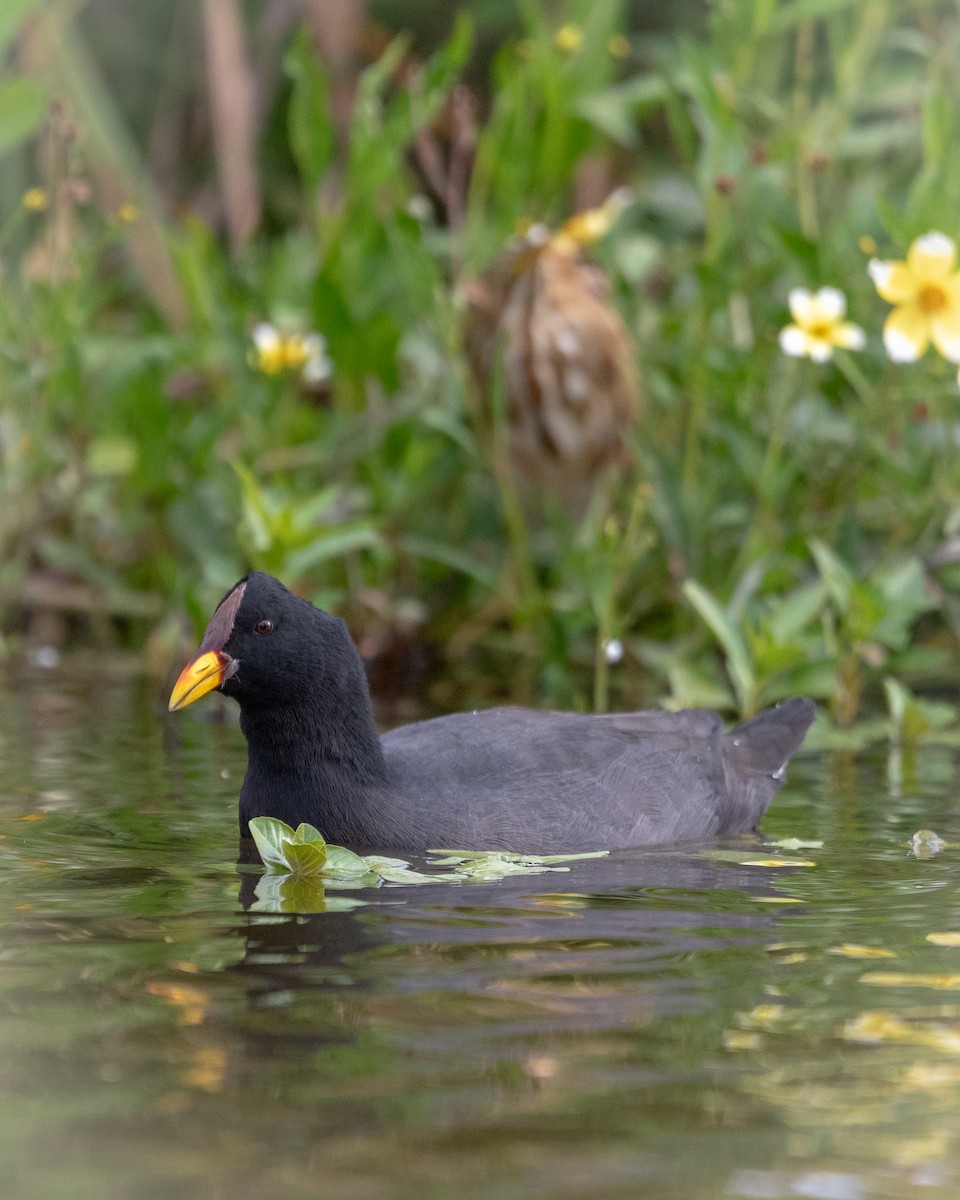 Red-fronted Coot - ML617075080