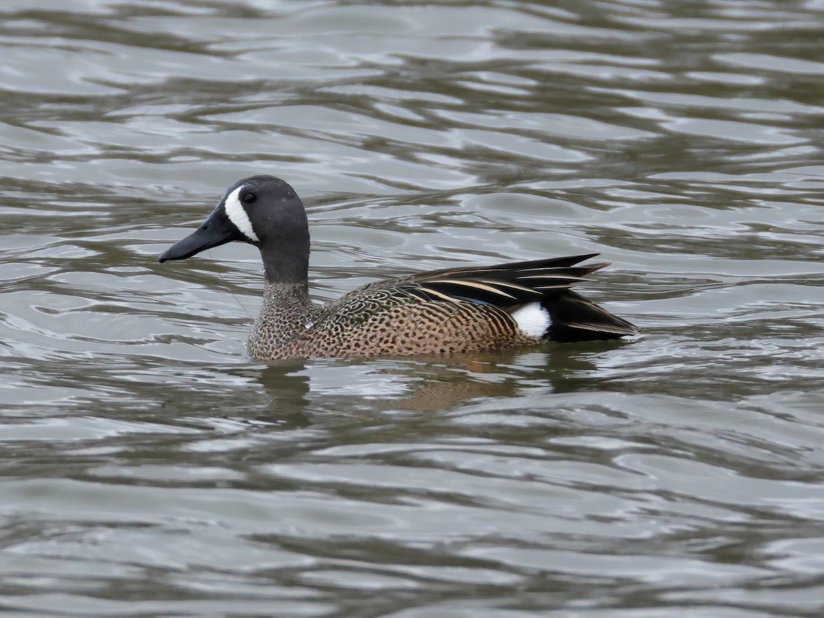 Blue-winged Teal - ML617075156