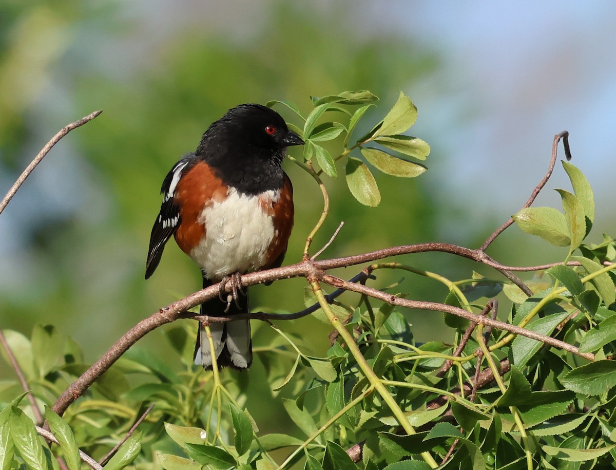 Spotted Towhee - ML617075181