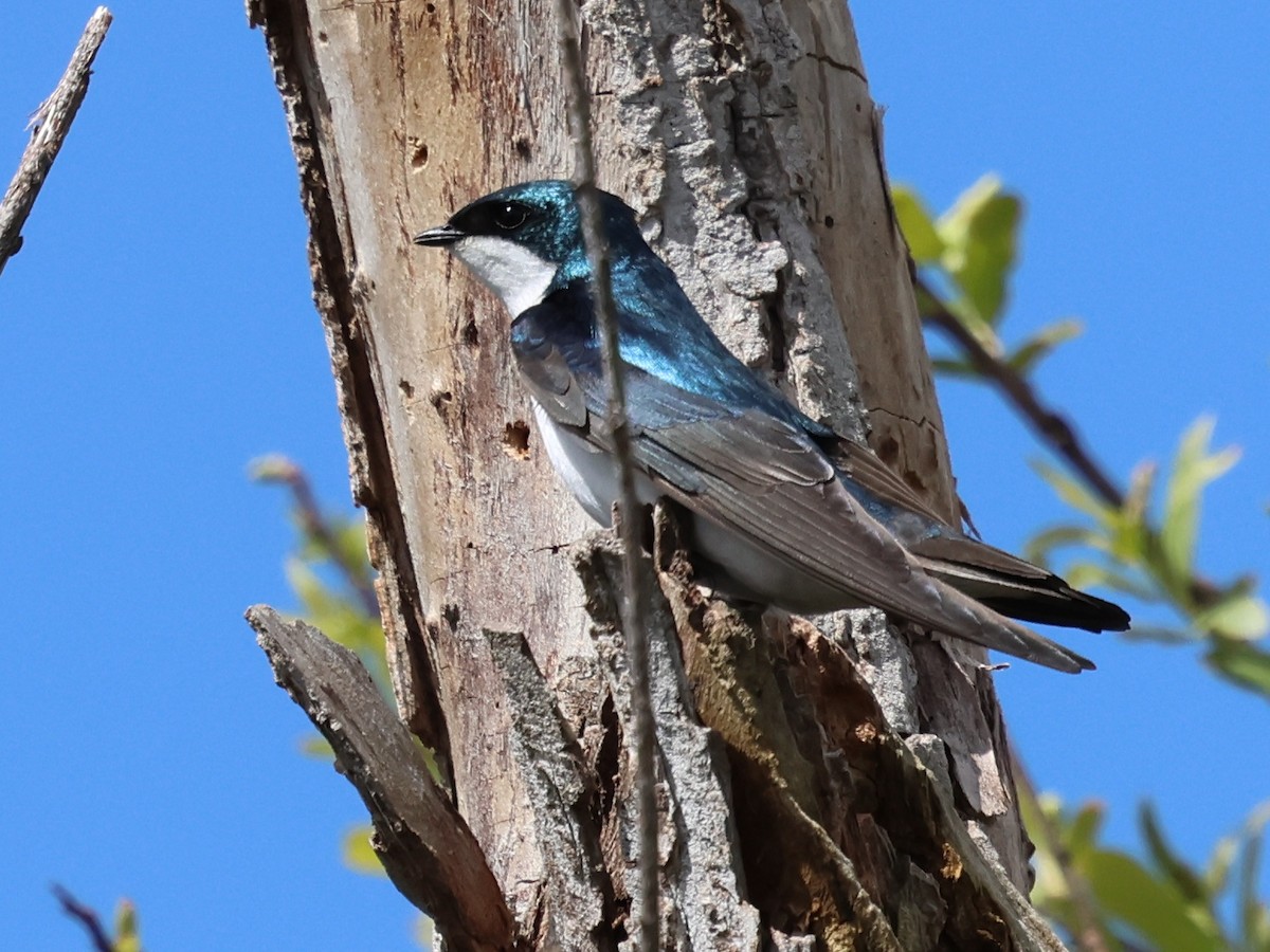 Tree Swallow - Sally Veach