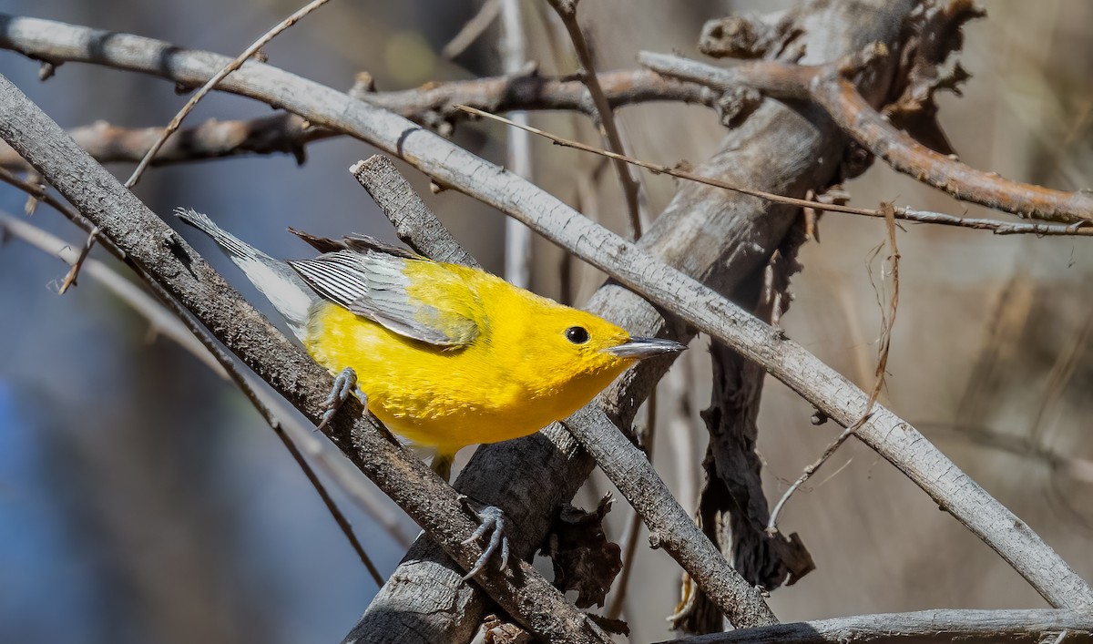 Prothonotary Warbler - ML617075296