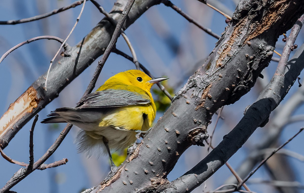Prothonotary Warbler - ML617075297