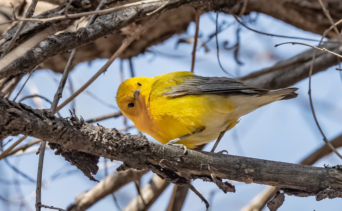 Prothonotary Warbler - ML617075298