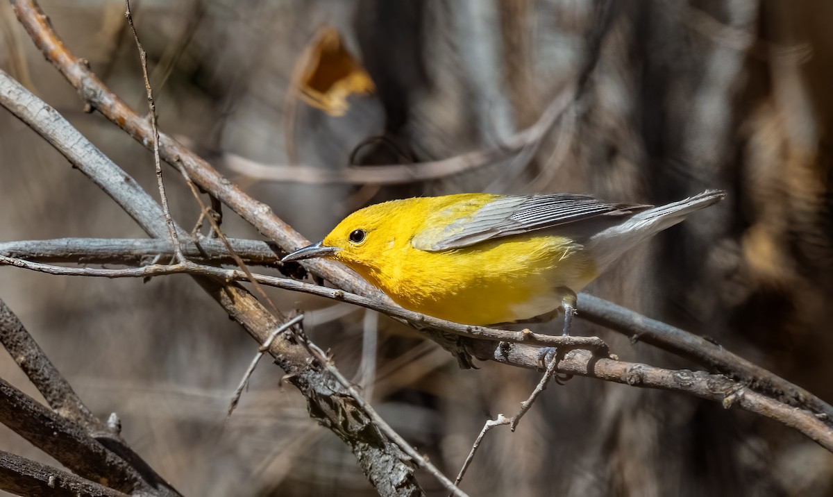 Prothonotary Warbler - ML617075299