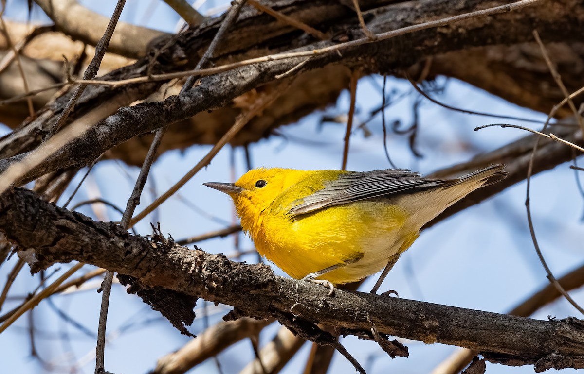 Prothonotary Warbler - ML617075300