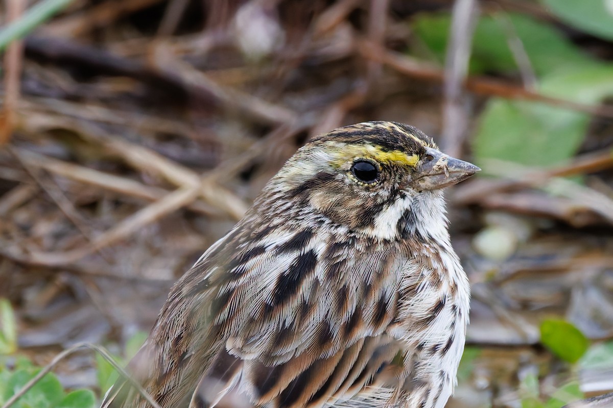 Savannah Sparrow - ML617075453