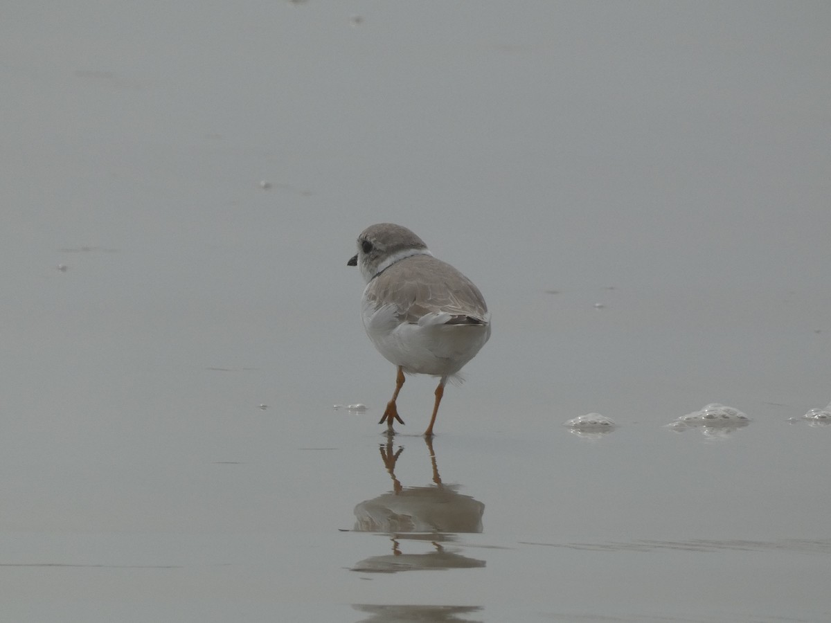 Piping Plover - ML617075553