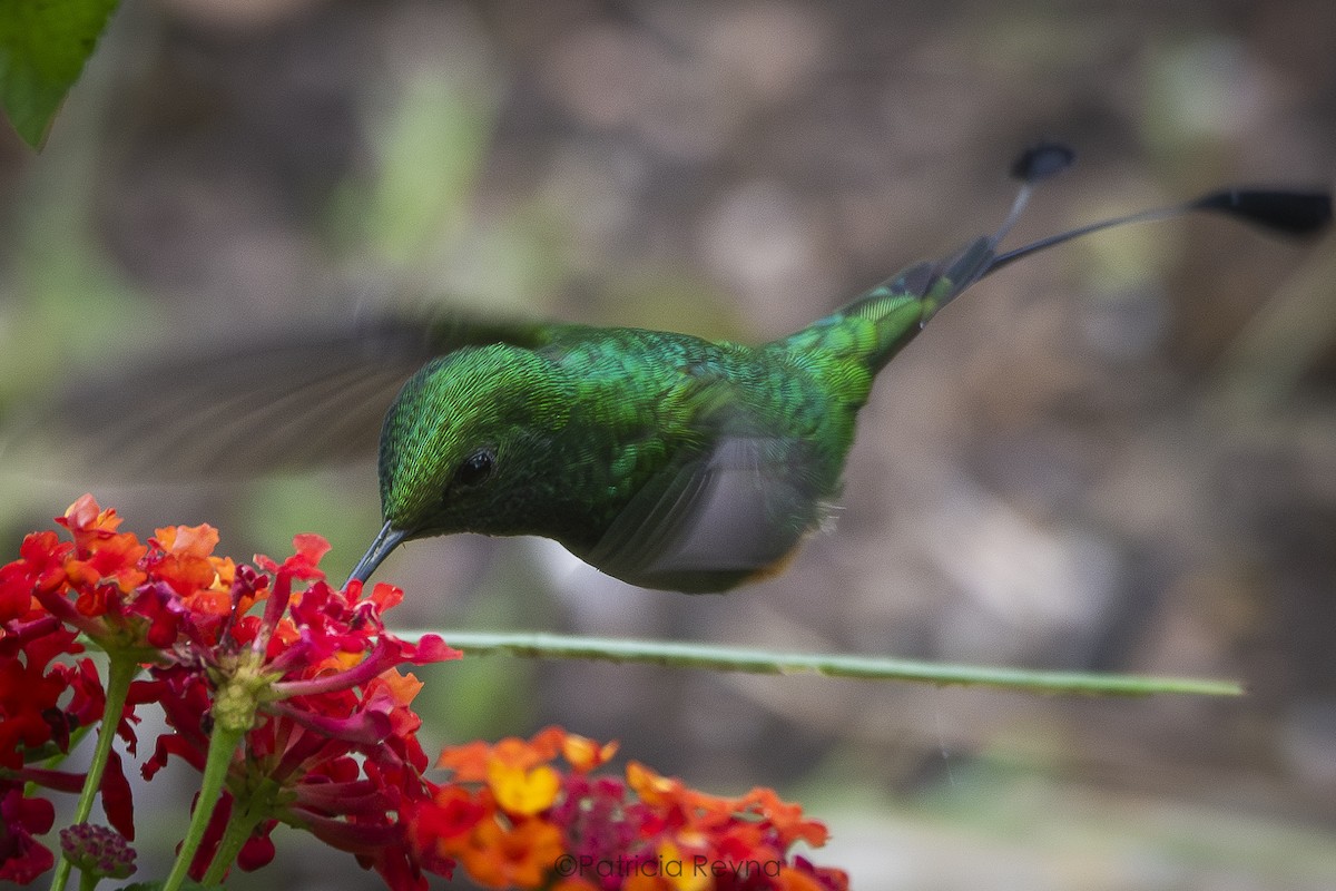 Rufous-booted Racket-tail - Patricia Reyna
