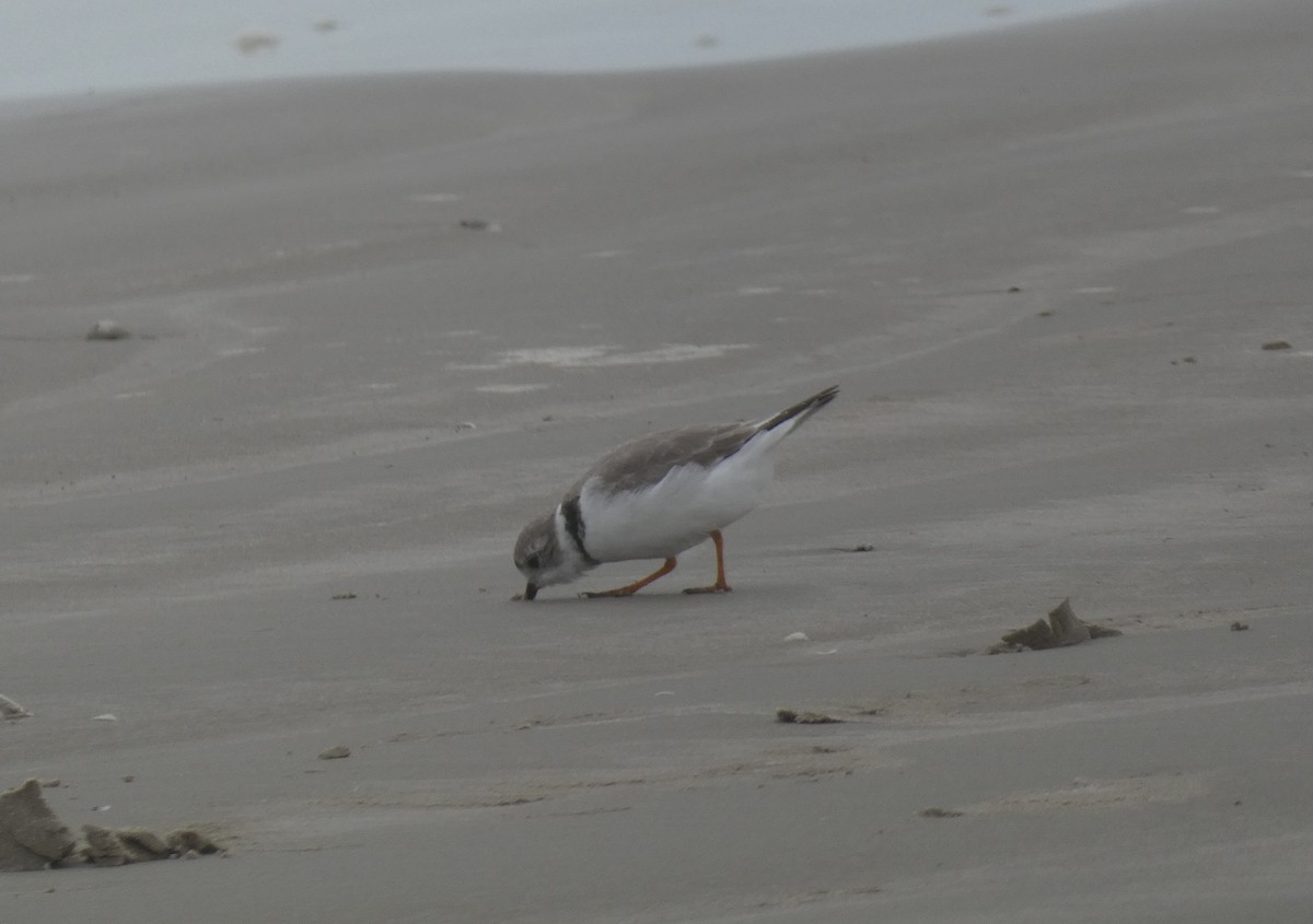Piping Plover - undefined