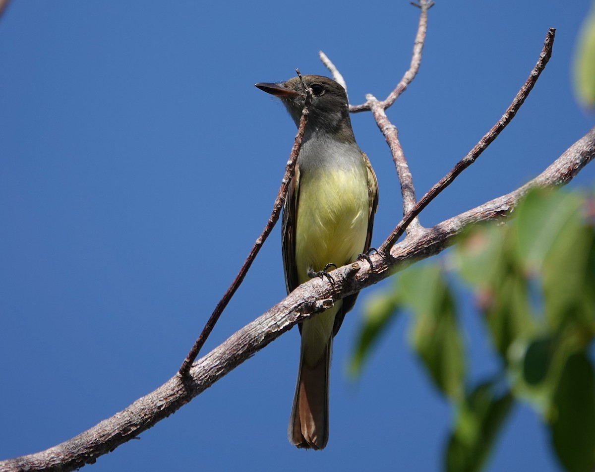 Great Crested Flycatcher - ML617075726