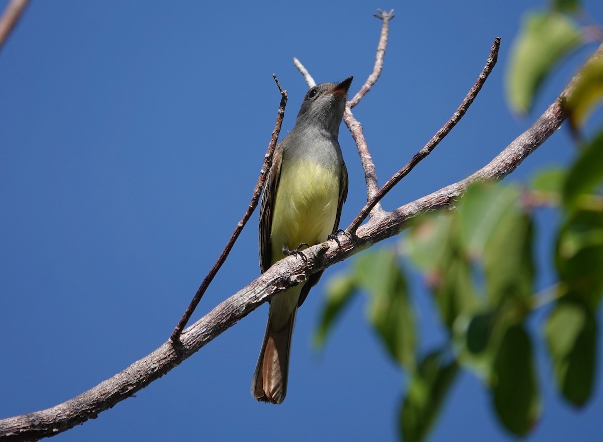 Great Crested Flycatcher - ML617075749