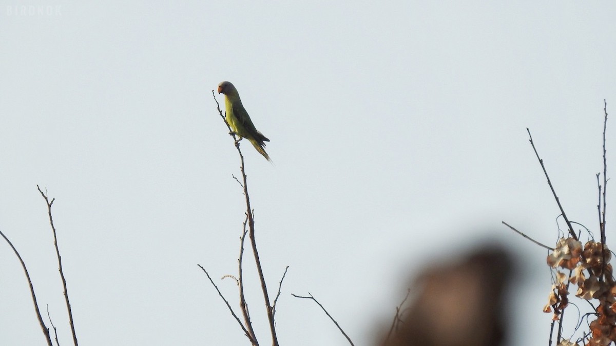 Blossom-headed Parakeet - Rounnakorn Thientongtaworn