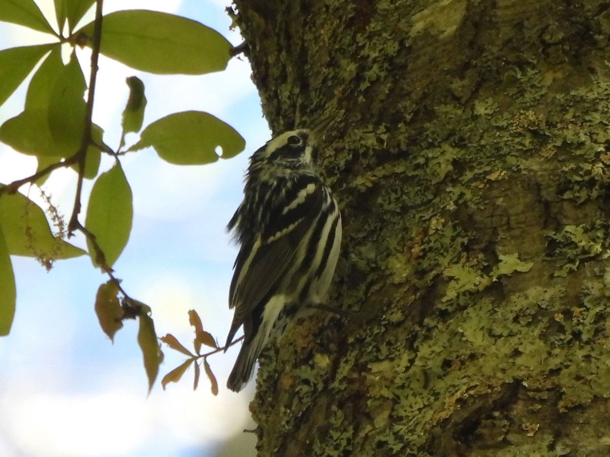 Black-and-white Warbler - ML617075768