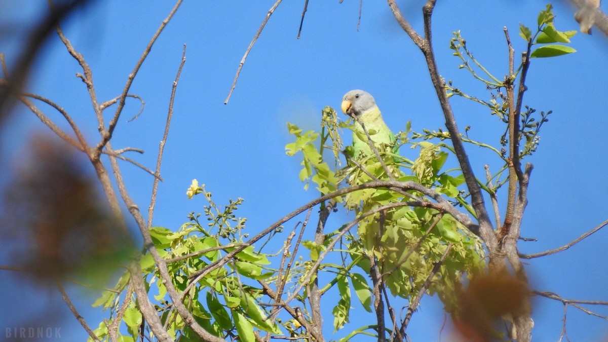 Blossom-headed Parakeet - ML617075864