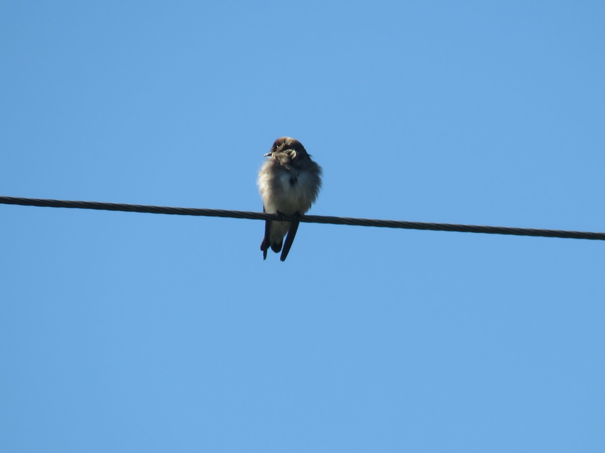 Northern Rough-winged Swallow - ML617075945