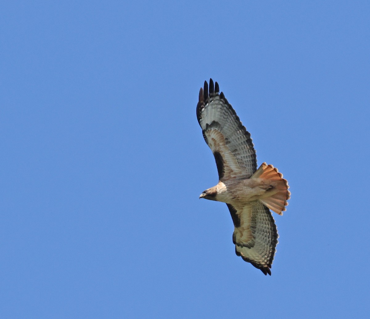 Red-tailed Hawk - ML617076011