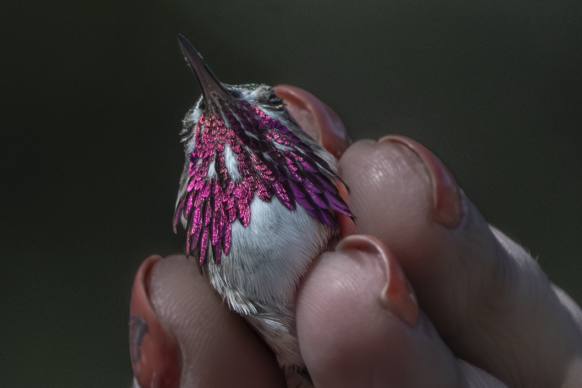 Calliope Hummingbird - ML617076133