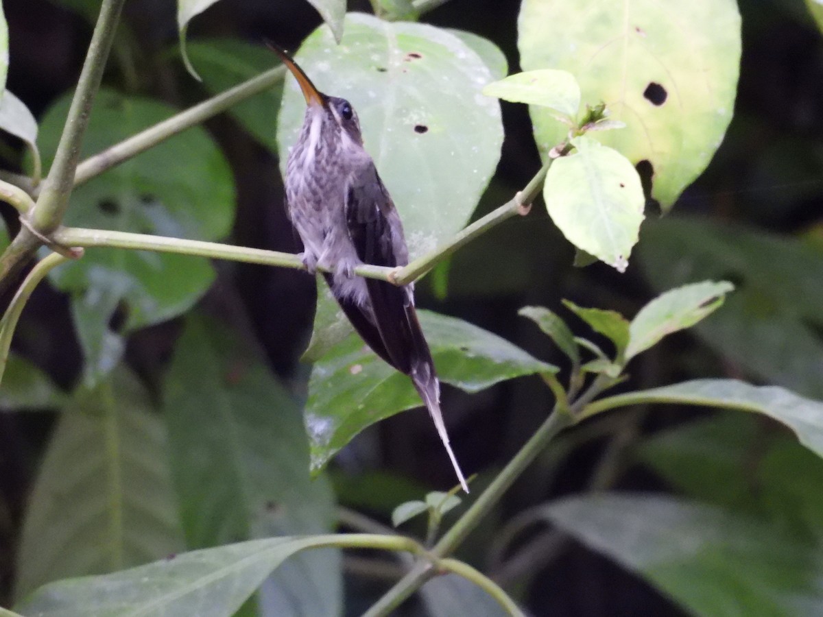 kolibřík běloknírkový - ML617076254