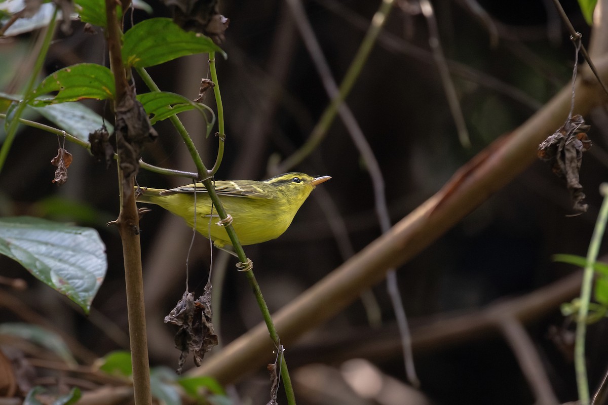 Sulphur-breasted Warbler - Sayam U. Chowdhury