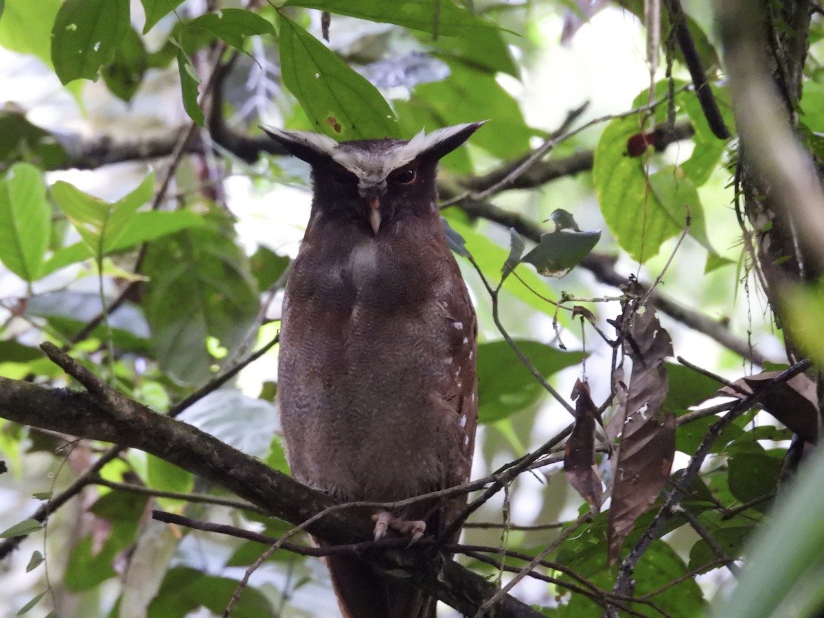 Crested Owl - ML617076310