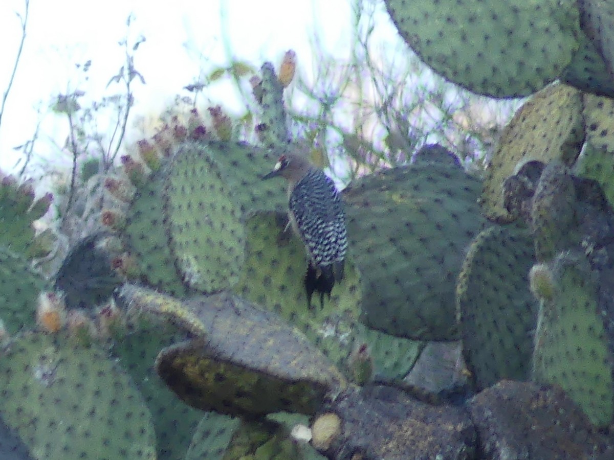 Gray-breasted Woodpecker - ML617076331