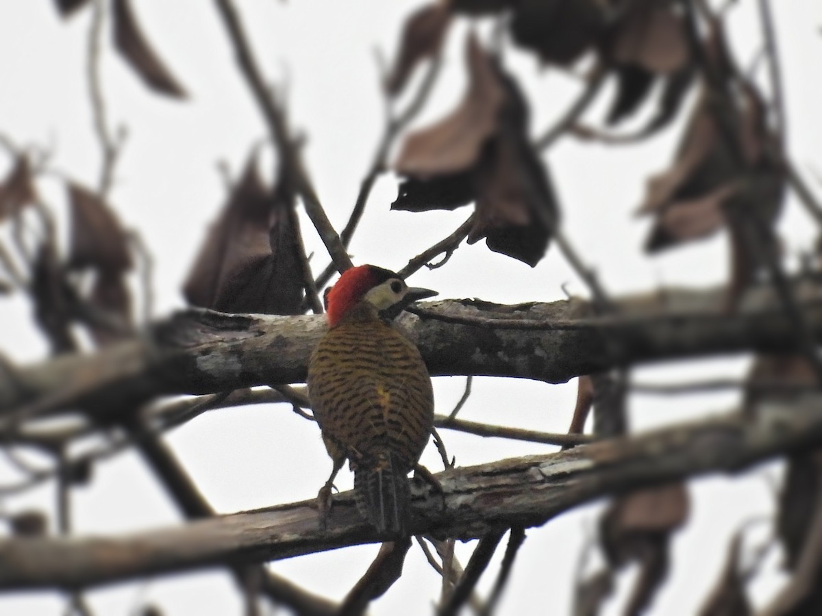 Spot-breasted Woodpecker - ML617076339
