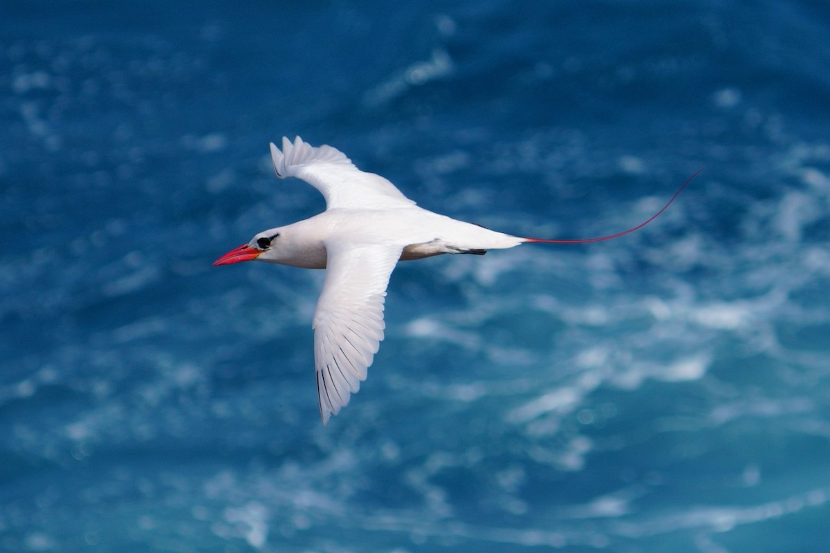 Red-tailed Tropicbird - ML617076355