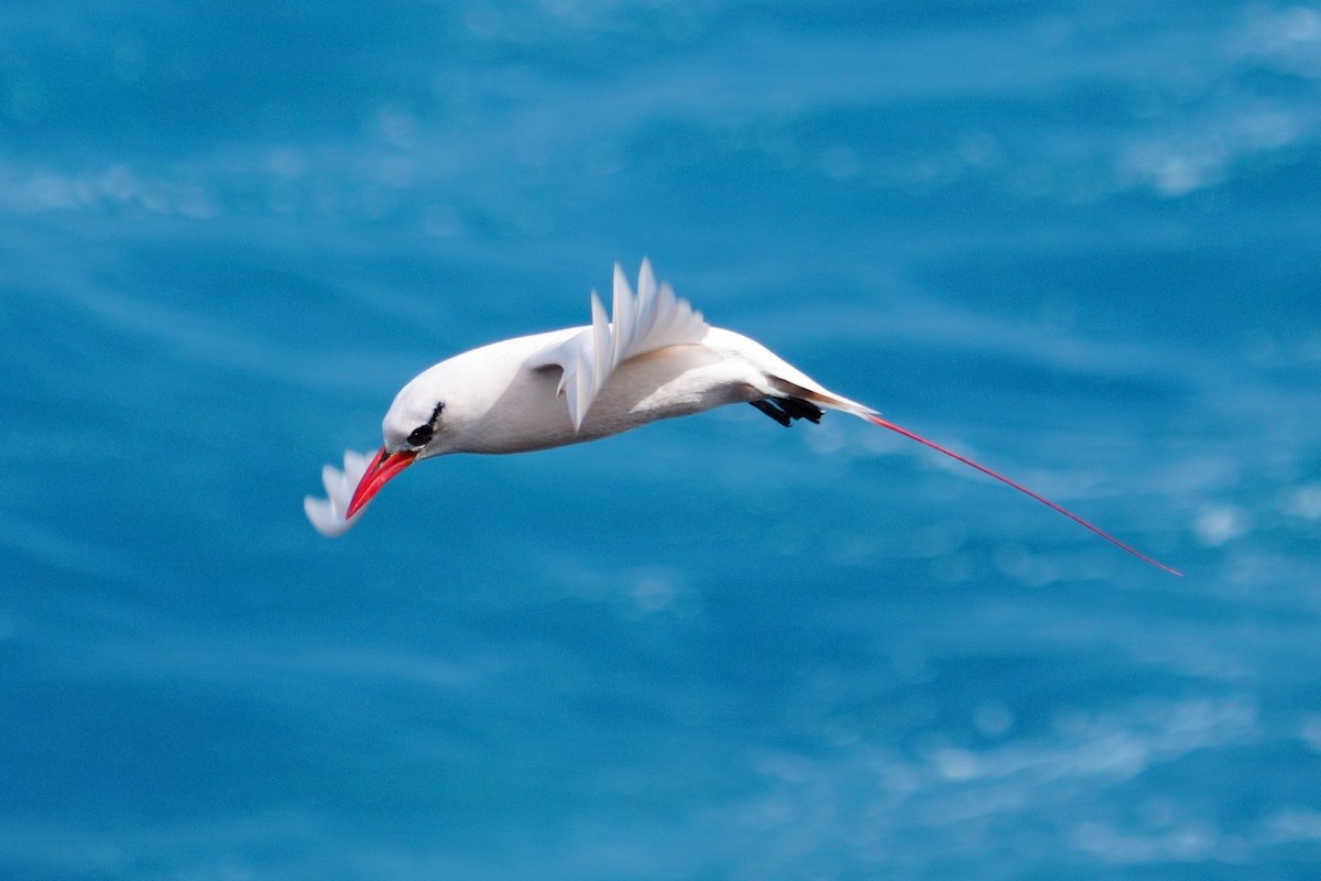 Red-tailed Tropicbird - ML617076357