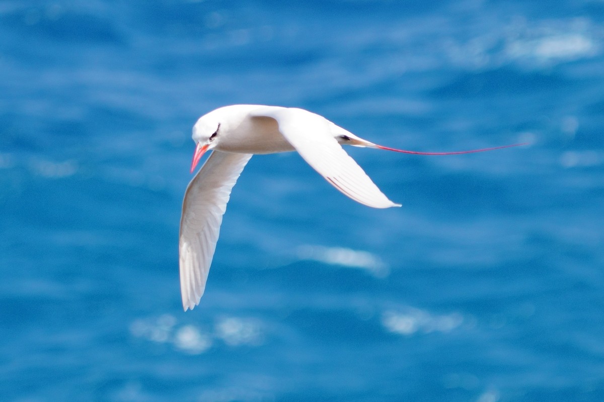 Red-tailed Tropicbird - ML617076358