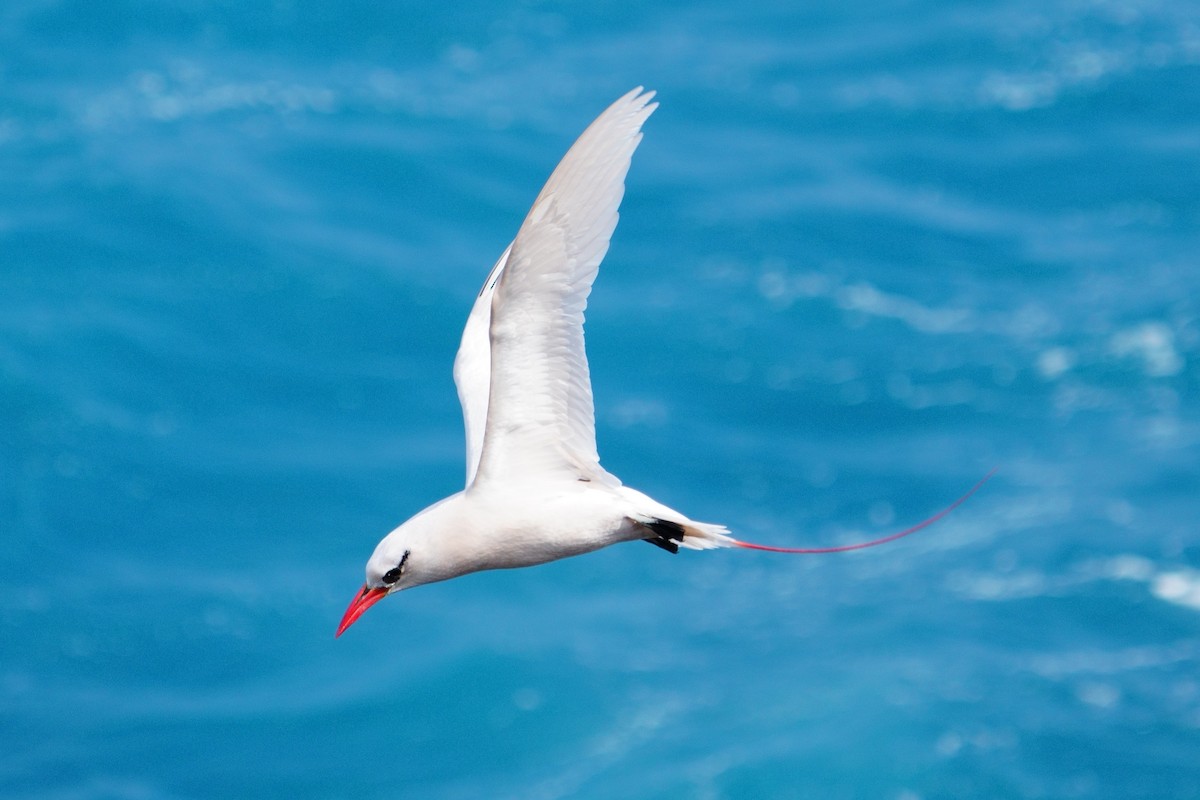 Red-tailed Tropicbird - ML617076360