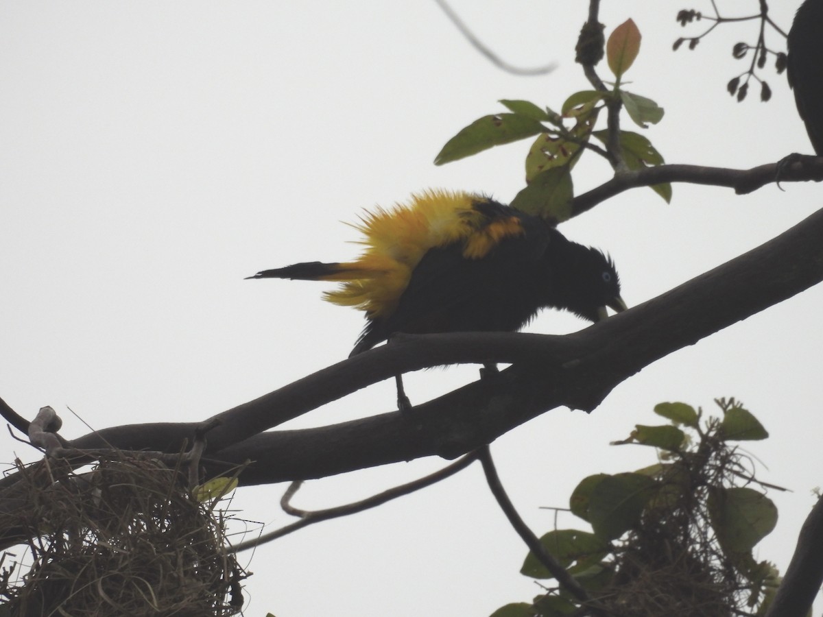 Yellow-rumped Cacique - ML617076394