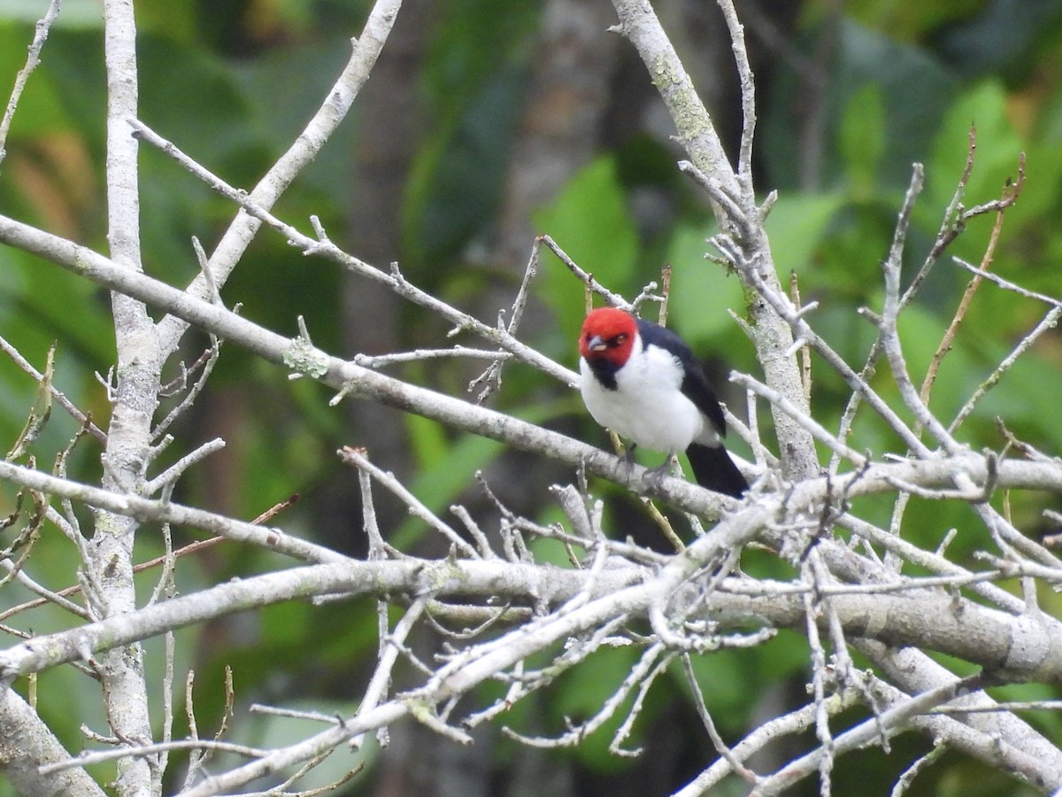 Red-capped Cardinal - ML617076404