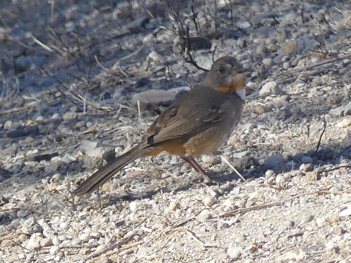 White-throated Towhee - Blythe Brown