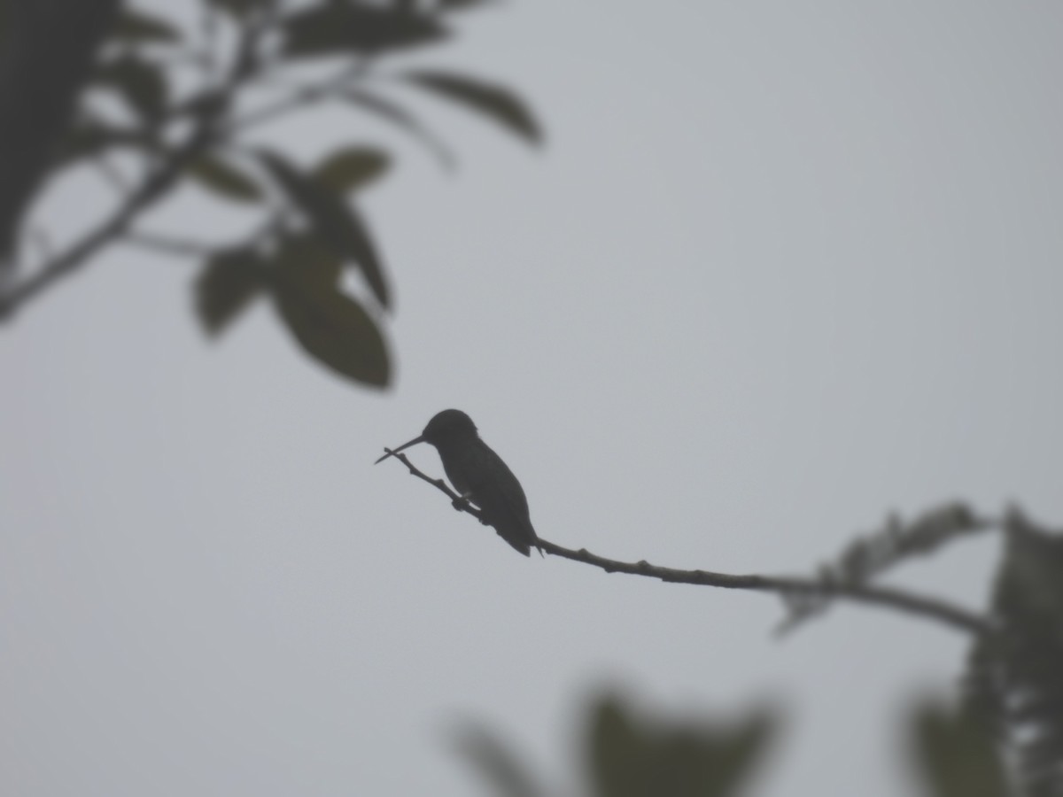 ub. kolibri (Trochilidae sp.) - ML617076516