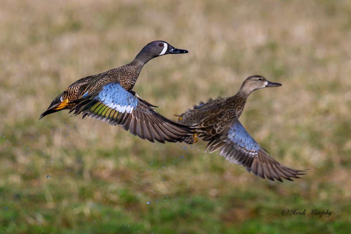 Blue-winged Teal - ML617076543
