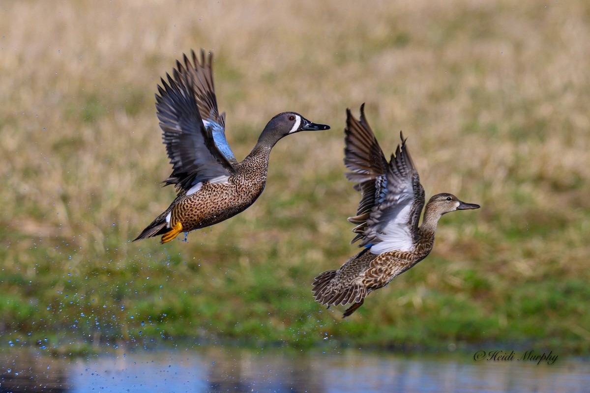 Blue-winged Teal - ML617076547