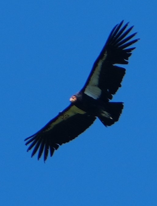 California Condor - ML617076669
