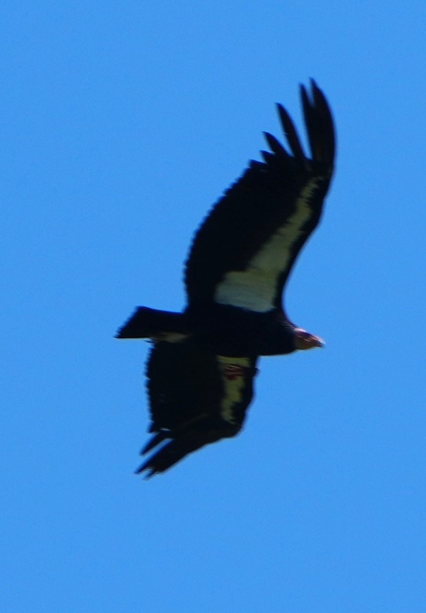 California Condor - ML617076674