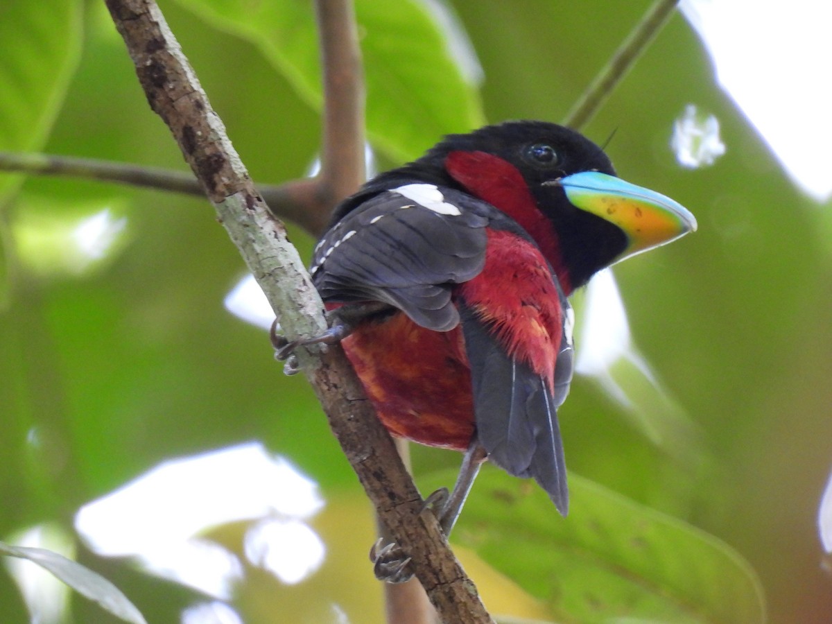 Black-and-red Broadbill (Black-and-red) - Diane Bricmont