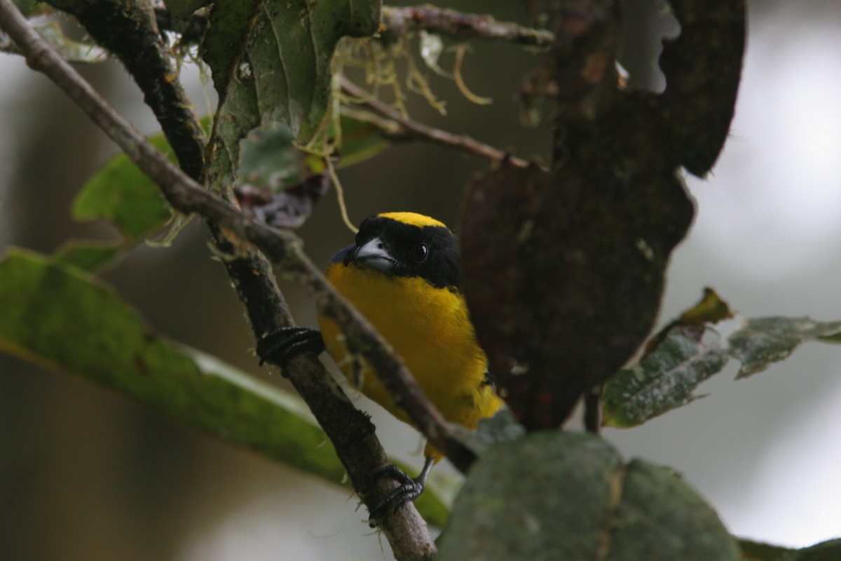 Blue-winged Mountain Tanager - ML617076900