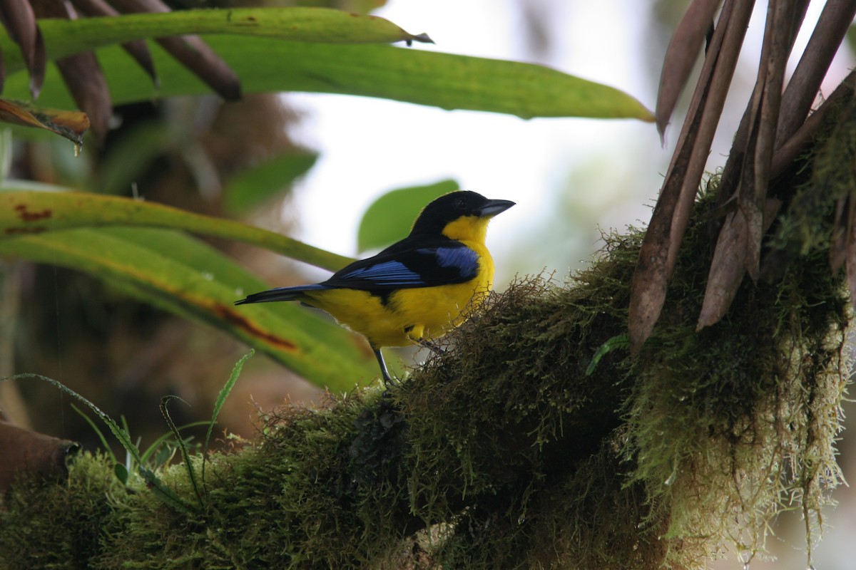 Blue-winged Mountain Tanager - ML617076901
