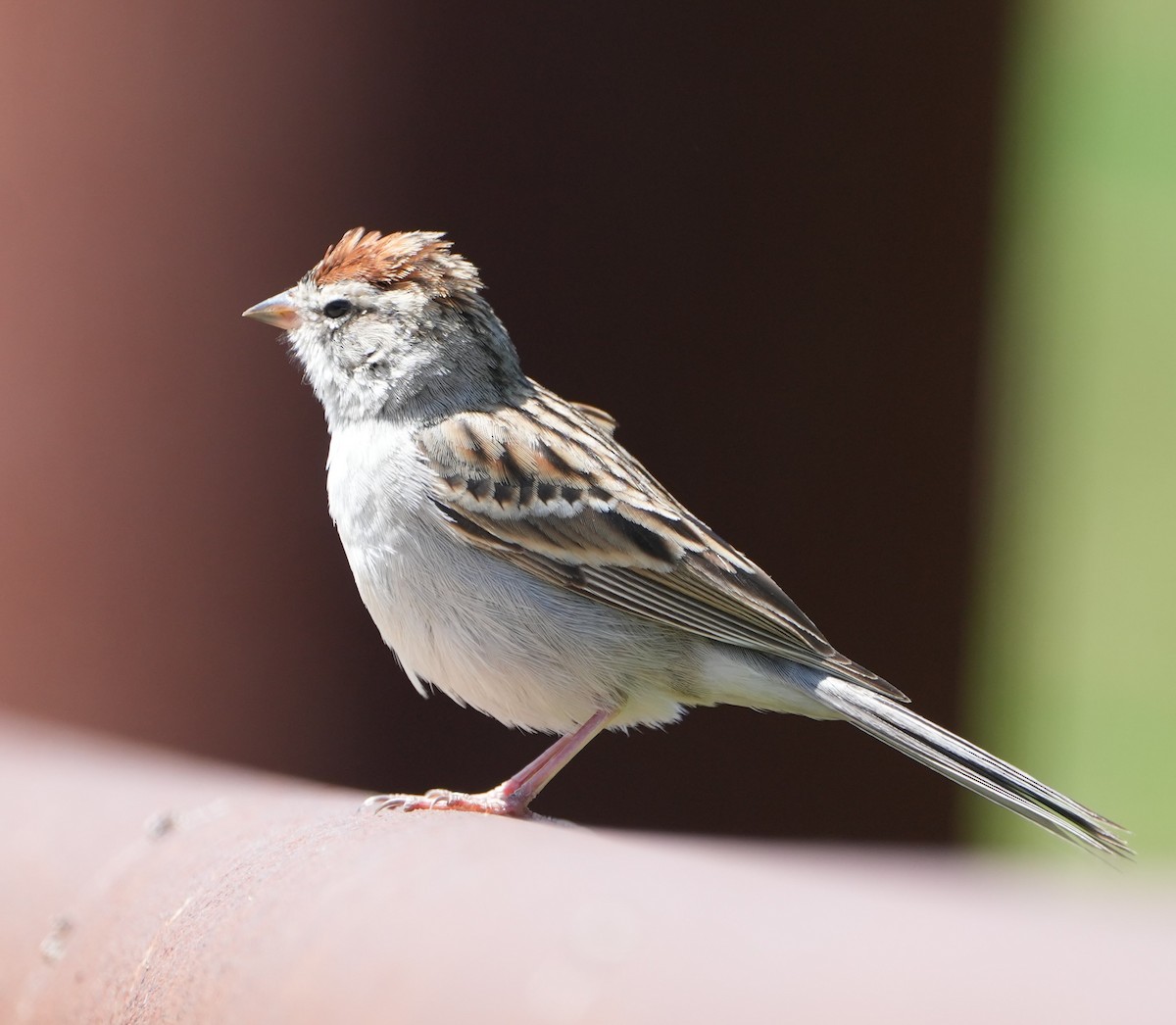 Chipping Sparrow - Richard Norton
