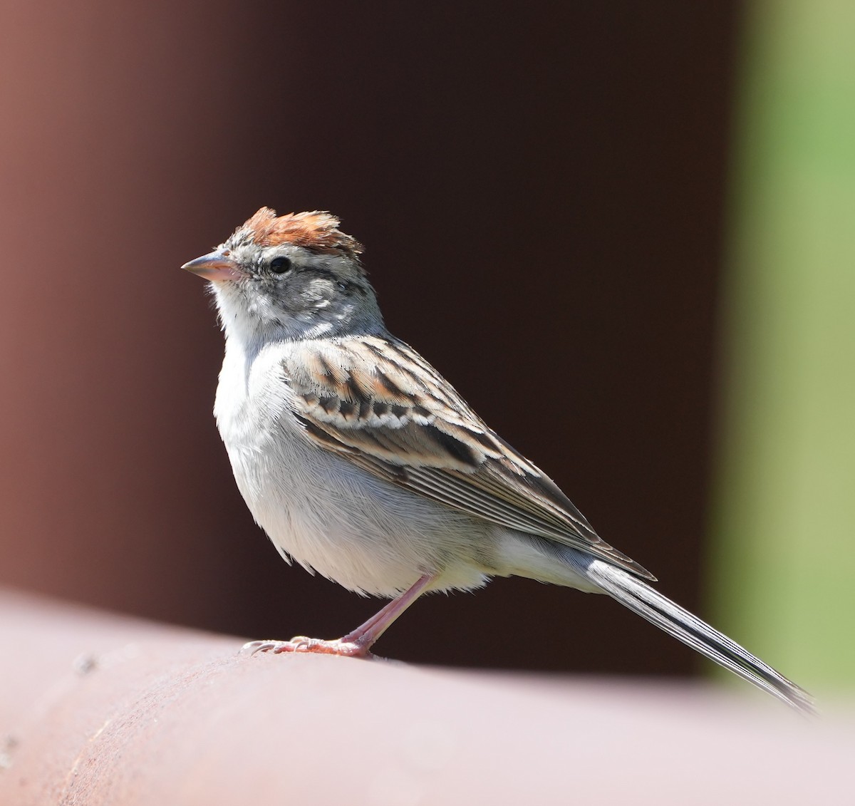 Chipping Sparrow - ML617076918