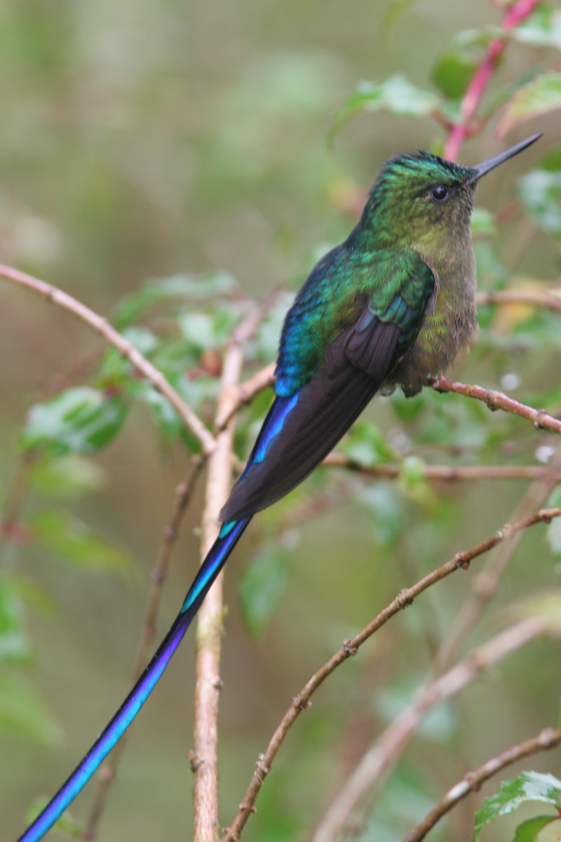 Violet-tailed Sylph - ML617076922