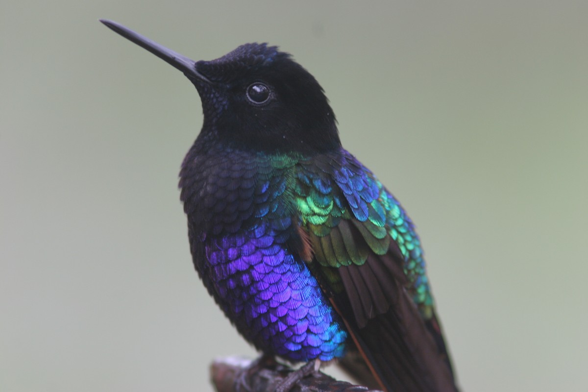 kolibřík hyacintový - ML617076928