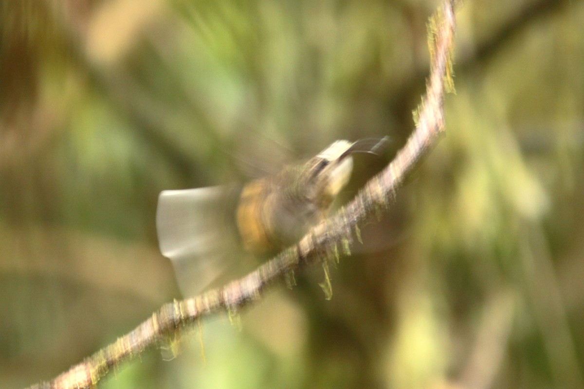 Ржавчатый колибри-отшельник - ML617076977