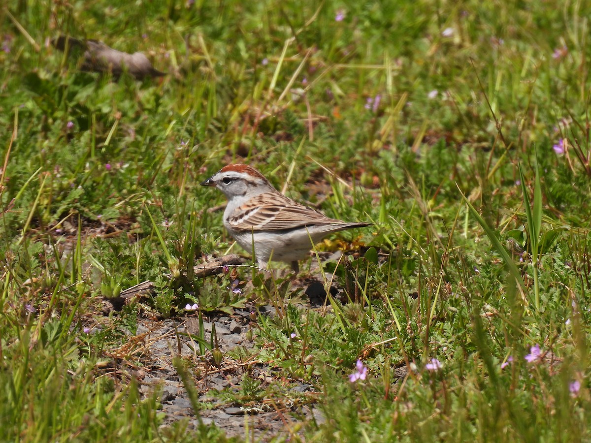 Chipping Sparrow - ML617076996
