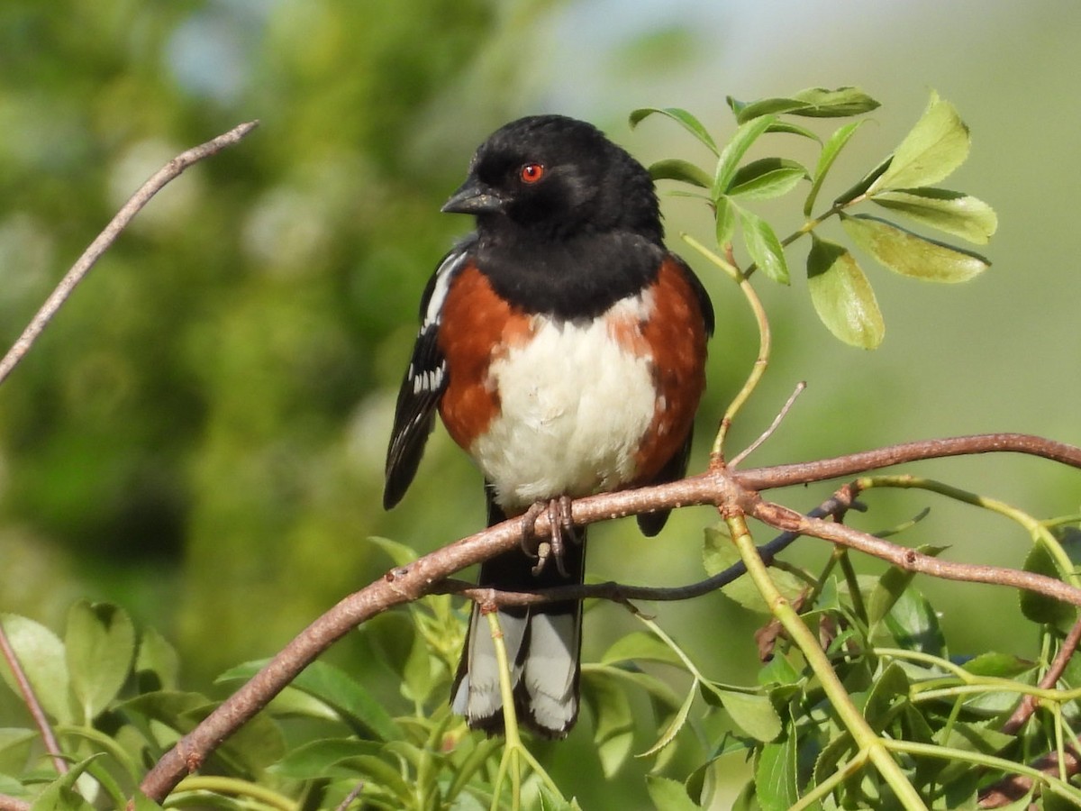 Spotted Towhee - ML617077279
